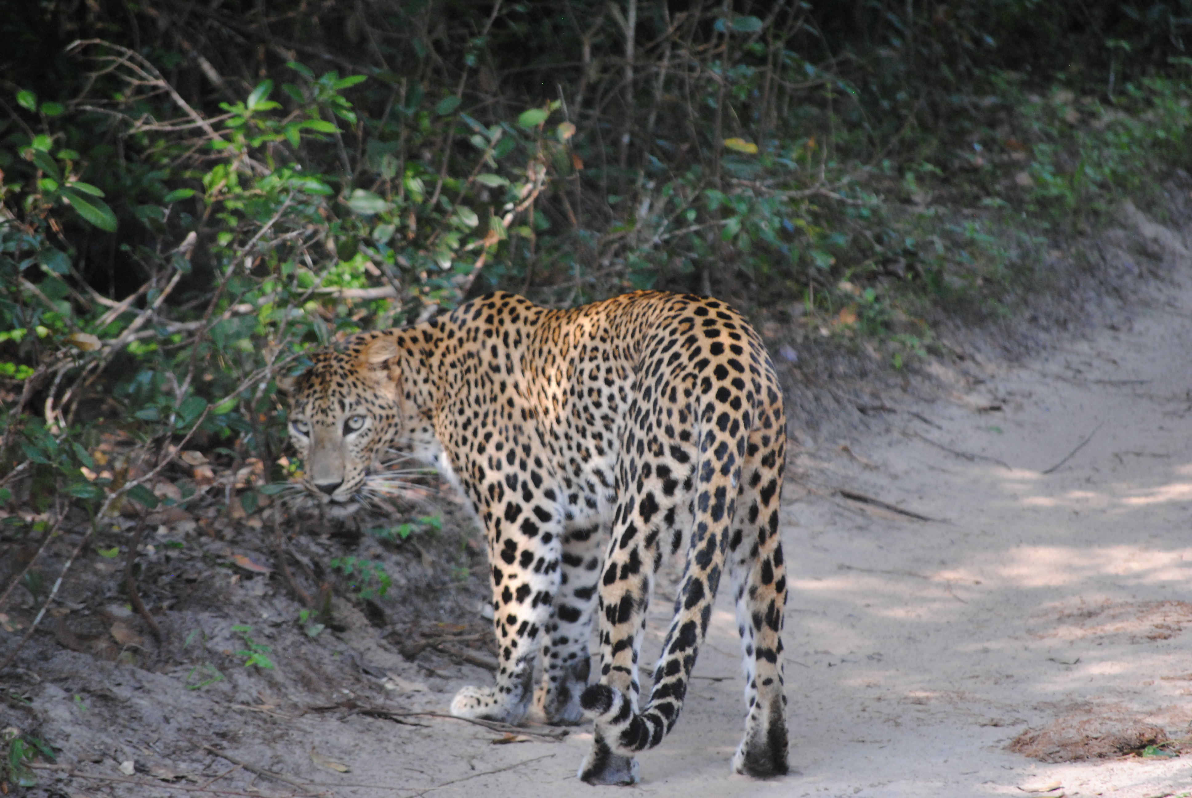 What a wonderful world