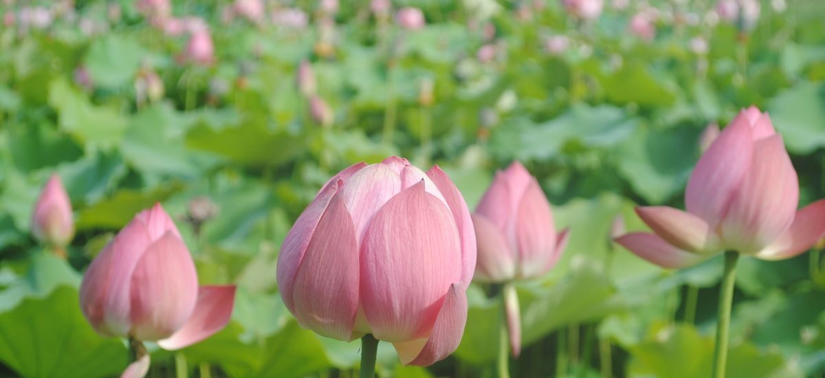 What a wonderful world