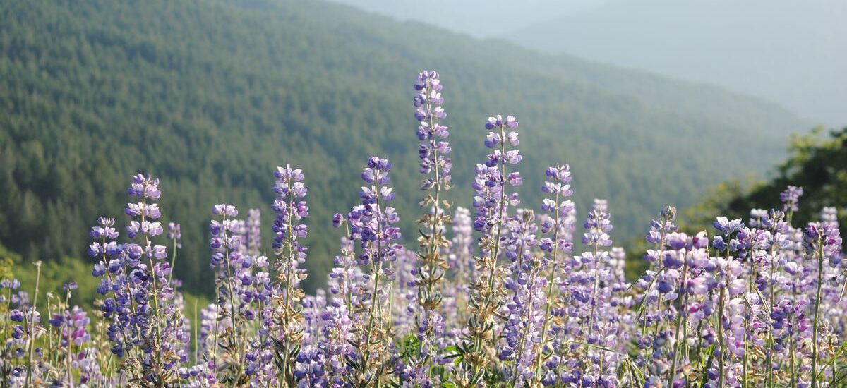 What a wonderful world