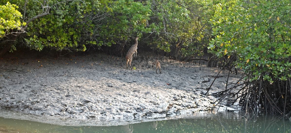 What a wonderful world